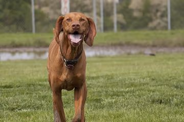 Hefflinger Dog Park photo 1